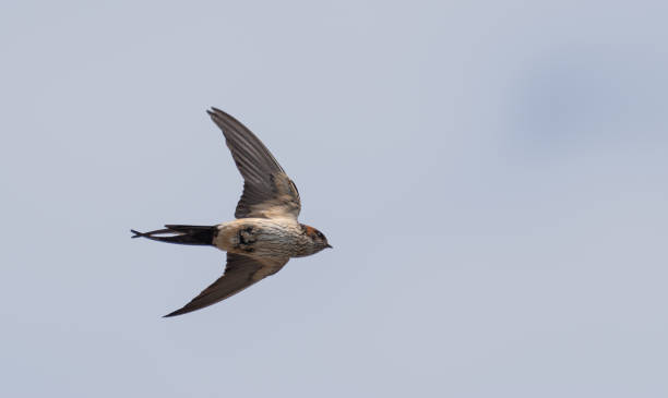 istock Swallow flying in the sky 1471159882