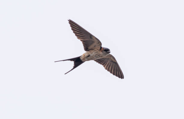 istock Swallow flying in the sky 1471159903