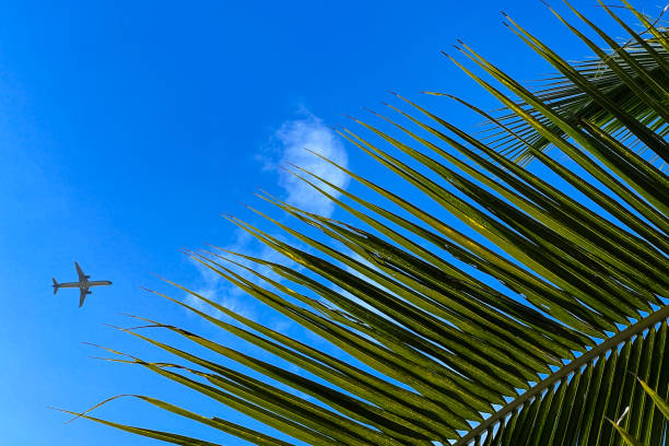 istock Green palm tree on blue sky background. Spring landscape. Corner location. Eco concept. Copy space. 1471159905