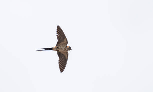 istock Swallow flying in the sky 1471159910