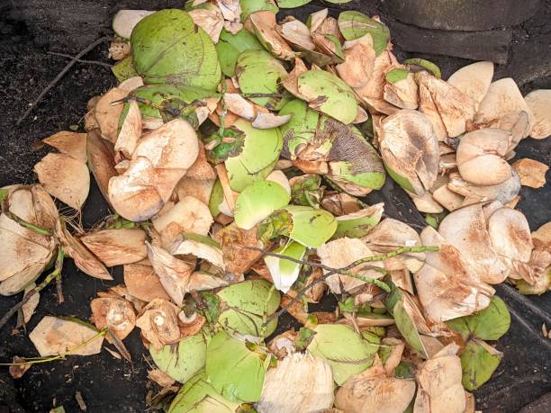 istock a bunch of young coconut shells scattered on the ground 1471161633