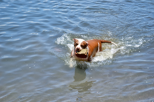 A dog swims with a piece of brick in the coastline of Guanabara Bay, Niteroi, Brazil