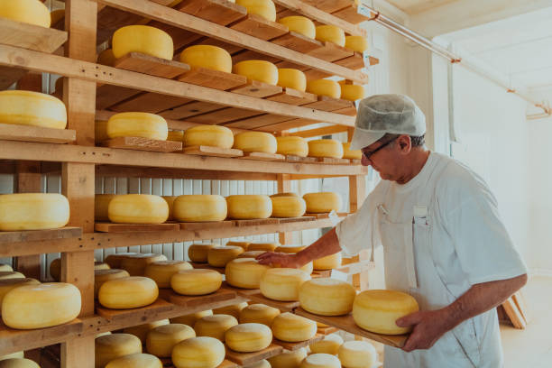 istock A worker at a cheese factory sorting freshly processed cheese on drying shelves 1471164494