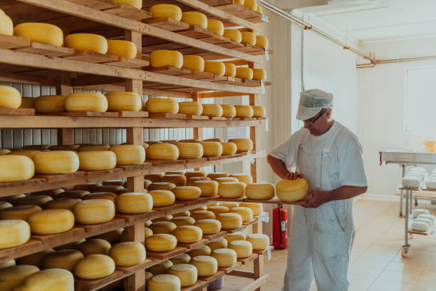 istock A worker at a cheese factory sorting freshly processed cheese on drying shelves 1471164549