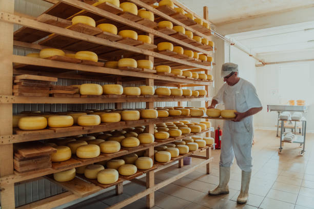 istock A worker at a cheese factory sorting freshly processed cheese on drying shelves 1471164633