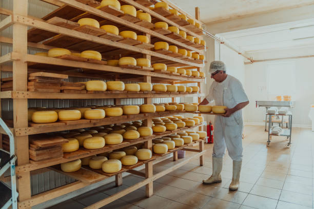 istock A worker at a cheese factory sorting freshly processed cheese on drying shelves 1471164730