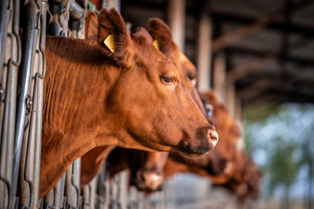 istock Angus cattle farm and domestic animals husbandry. 1471165073
