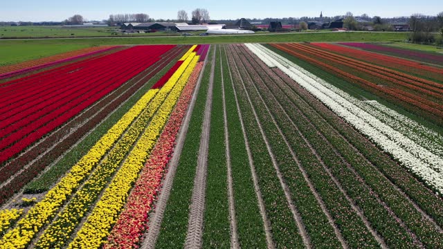4K drone footage of the famous tulip fields in north Holland during spring time