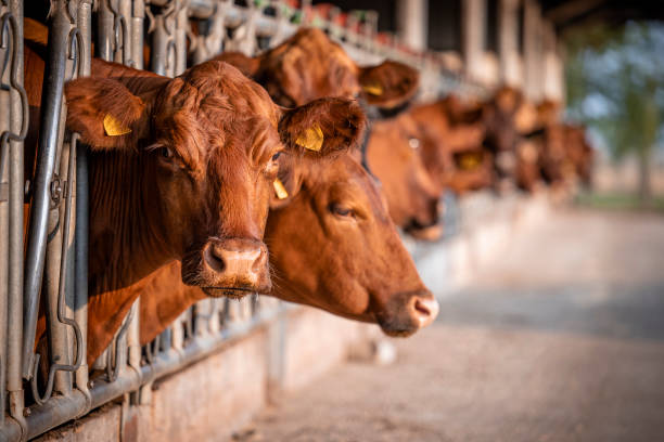 istock Bovine farm and group of Angus cows inside cowshed. 1471165216