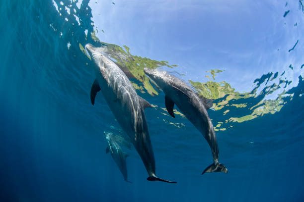 istock Three wild dolphins swimming near the surface 1471165400