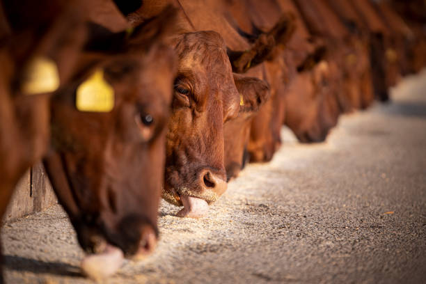 vacas angus comiendo alimentos premezclados en la granja de ganado. - animal husbandry fotografías e imágenes de stock