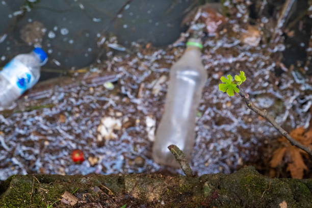 The harm caused by humans to nature and the plastic waste thrown into nature stock photo
