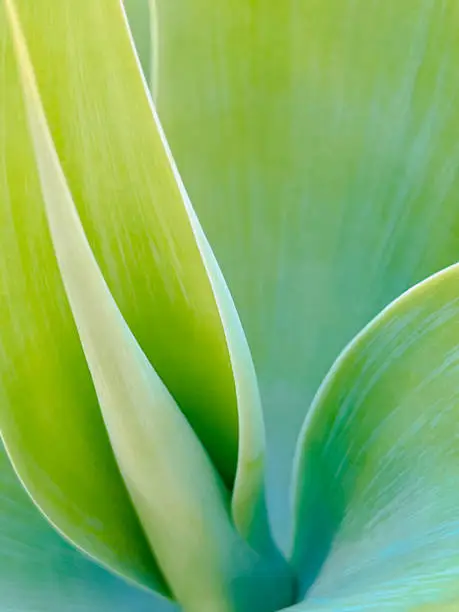 Photo of Agave Plant Closeup