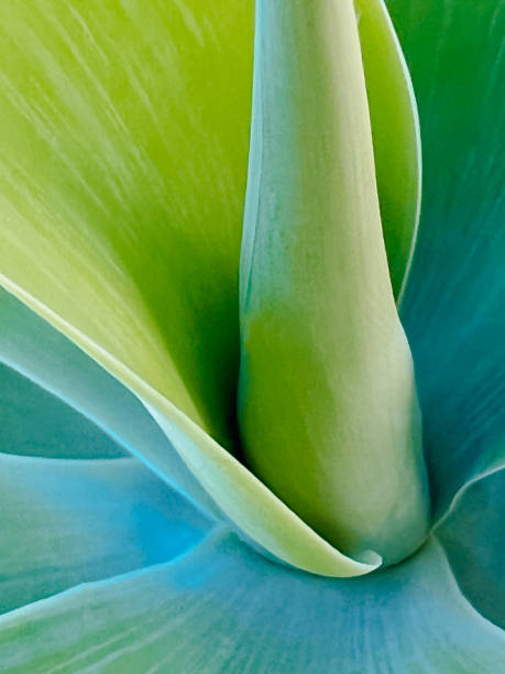 istock Agave Plant Closeup 1471168235
