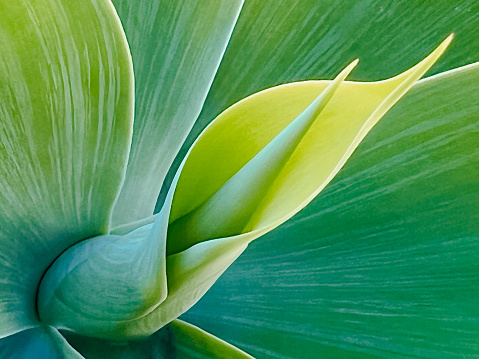 Horizontal extreme closeup photo of the unfurling blue green leaves of an Agave plant growing in a tropical garden in Summer. Byron Bay, north coast NSW.