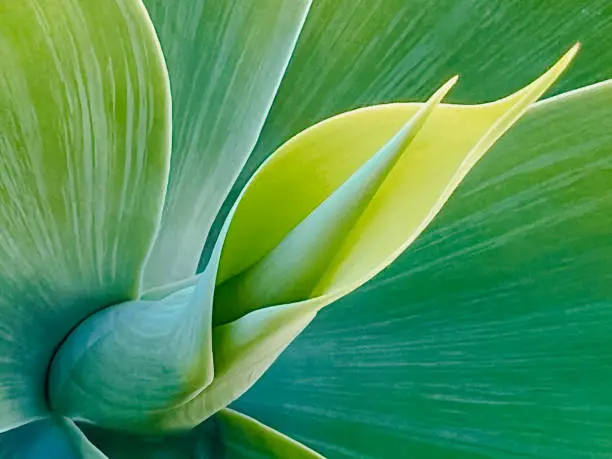 Photo of Agave Plant Closeup