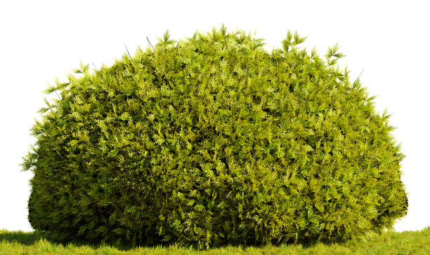thuja cespuglio verde su sfondo bianco trasparente. illustrazione di rendering 3d - yellow landscapes nature park foto e immagini stock