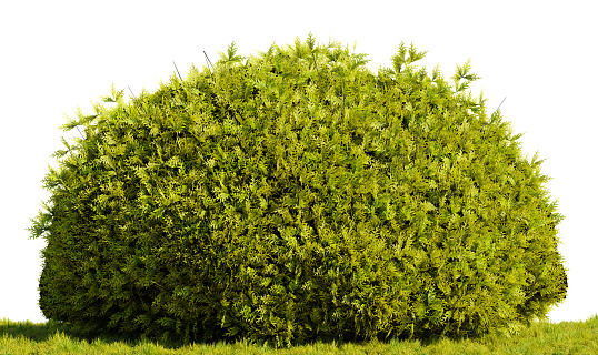 Close up of unrecognizable gardener trimming hedge in the garden.
