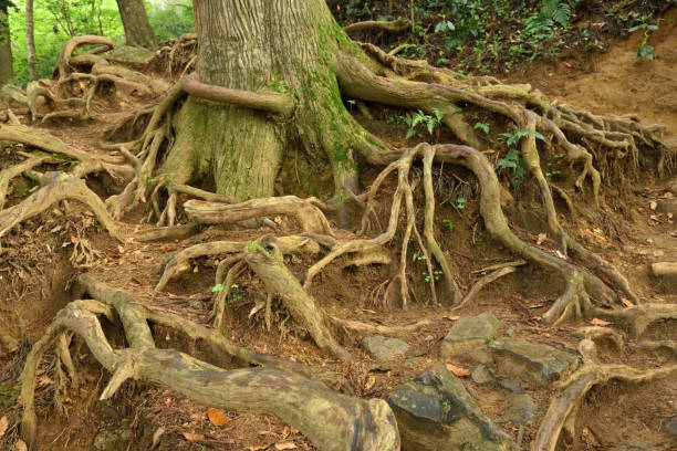 istock Climbing Mt. Tsukuba, Ibaraki, Japan 1471169617