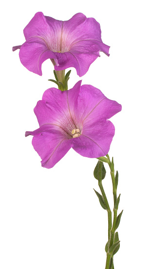 Studio Shot of Magenta Colored Petunia Flowers Isolated on White Background. Large Depth of Field (DOF). Macro. Close-up.