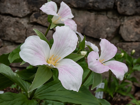 The white, large-flowered, great white trillium or white wake-robin (Frillium grandiflorum) flowering with a single, showy white flower atop a whorl of three leaves in the garden