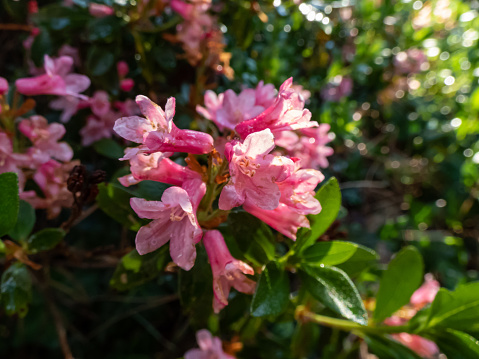 Close-up shot of the tall shrub - Alpenrose, snow-rose or rusty-leaved alpenrose (Rhododendron ferrugineum) blooming with clusters of pinkish-red, bell-shaped flowers throughout the summer