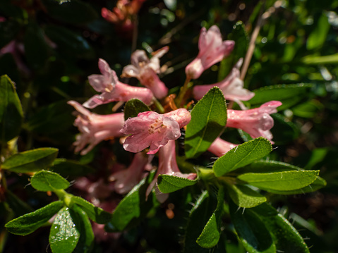 Close-up shot of the tall shrub - Alpenrose, snow-rose or rusty-leaved alpenrose (Rhododendron ferrugineum) blooming with clusters of pinkish-red, bell-shaped flowers throughout the summer