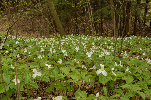 Trilliums blooming in the woods