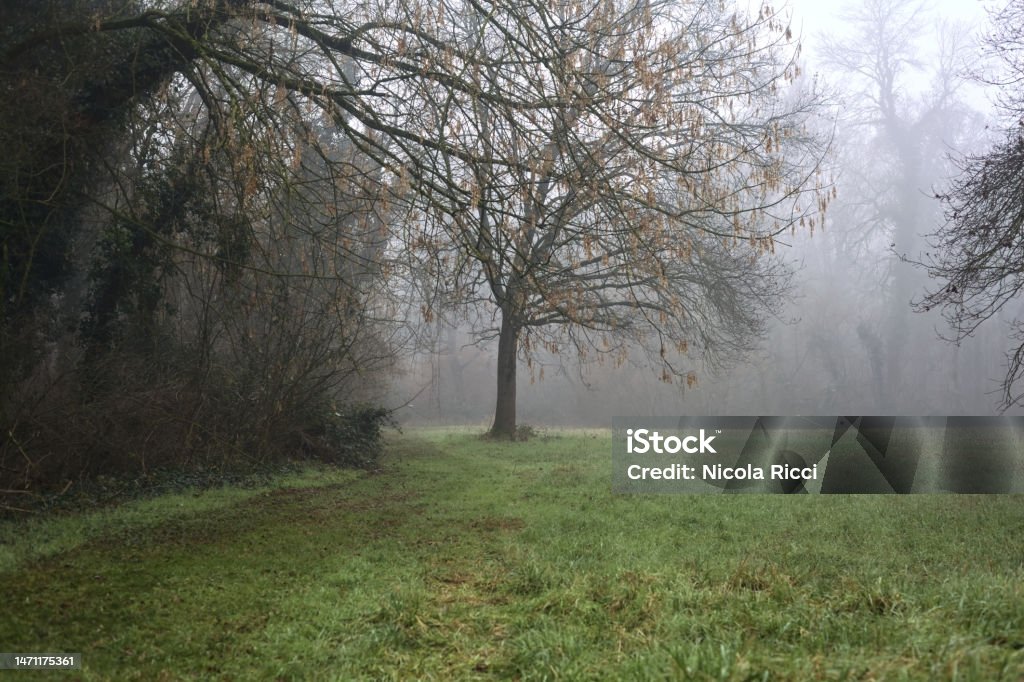 Trail in the grass next to a bare tree in a park on a foggy day in winter Trail  in the grass next to a bare tree in a park on a foggy day in winter Adventure Stock Photo