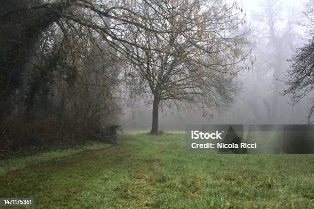 Trail In The Grass Next To A Bare Tree In A Park On A Foggy Day In Winter Stock Photo - Download Image Now