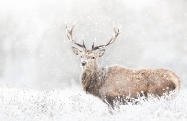 istock Red deer stag in the falling snow in winter 1471176501