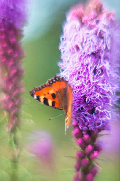 istock orange butterfly on a purple flower on a blurred background 1471176803