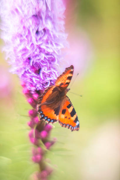 istock orange butterfly on a purple flower on a blurred background 1471176808