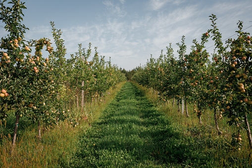 Many colorful ripe juicy apples on a branch in the garden ready for harvest in autumn. Apple orchard