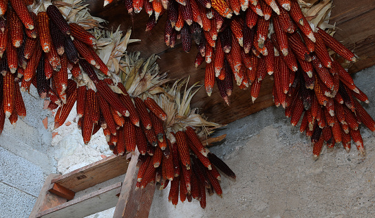 many cobs with corn seeds hanging from the ceiling to be dried in the rural farm