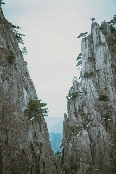 istock Bizarre pine trees in Huangshan Mountain 1471179396