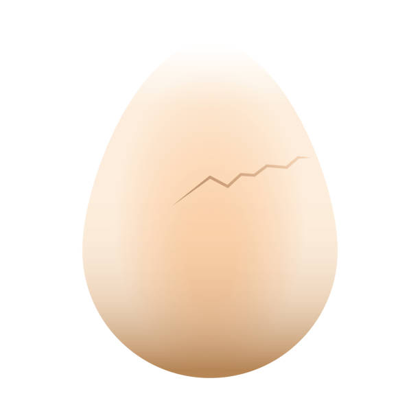 분해 알류 - white background brown animal egg ellipse stock illustrations