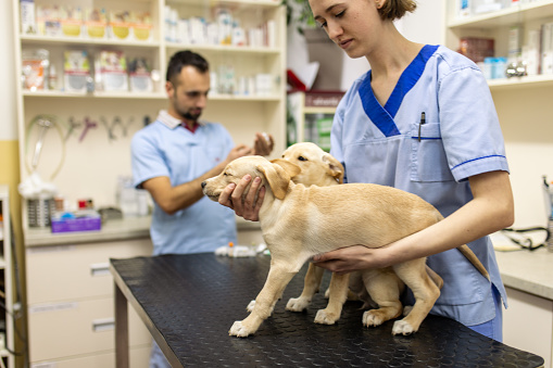 Cute little Labrador puppy getting vaccine by veterinarian in vet clinic.