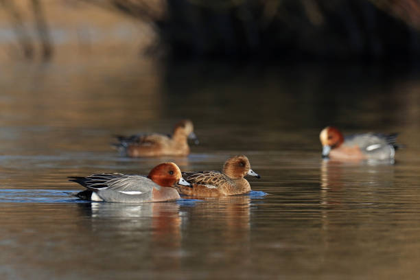 istock Canard siffleur - Eurasian Wigeon (Mareca penelope). 1471181474