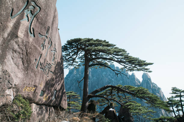 Beautiful pine tree standing among rocks. Mount Huangshan. Anhui province. China.