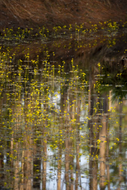 Forest pond with many yellow floating bladderworts and tree reflections Photo taken at Goethe state forest in north central Florida. Plant is Floating Bladderwort (Utricularia inflata). Nikon D7200 with Nikon 70-200mm lens (AF-S NIKKOR 70-200mm f/2.8E FL ED VR) utricularia stock pictures, royalty-free photos & images
