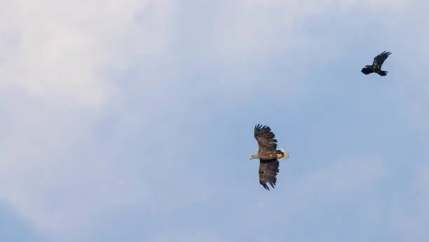 White-tailed-Eagle Crow chased against cloudy sky, Podlaskie Voivodeship, Poland, Europe