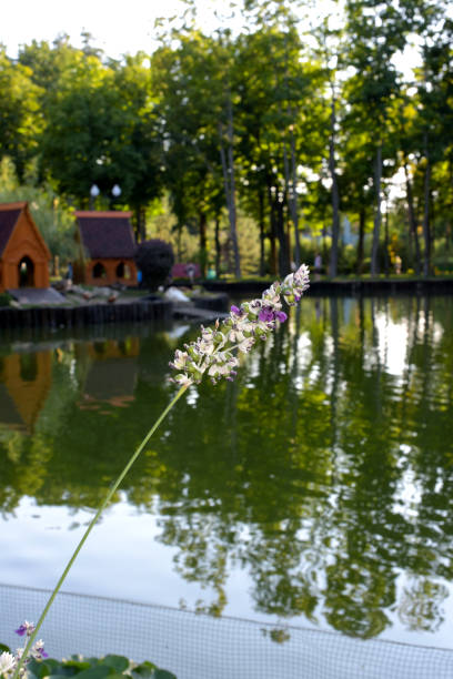 Thalia Dealbata in Kharkiv Gorky Park