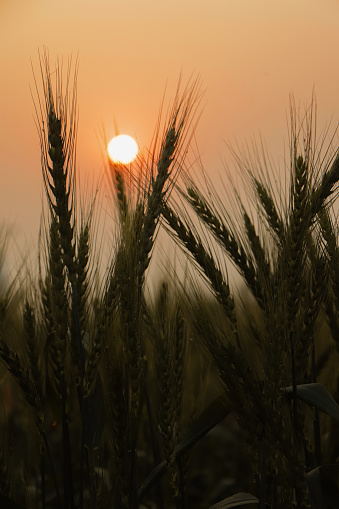 A shot of a colorful Sunset with a colorful sky with wheat silhouette