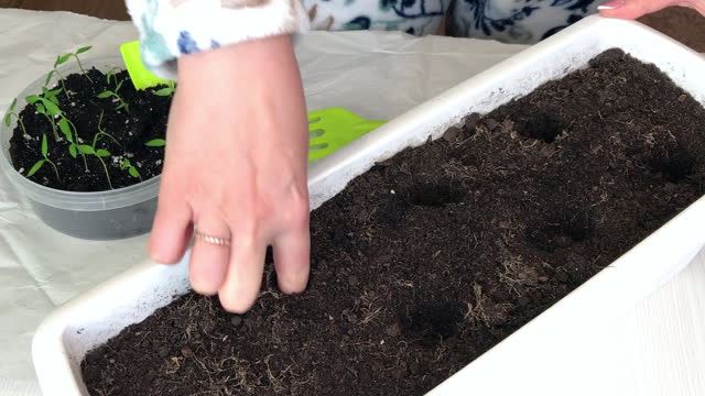 A woman makes holes in a pot of earth with her finger. Prepares young green sprouts for transplanting. Seedlings in a plastic container. Tools are scattered around. Seedling of hot pepper. Close-up.