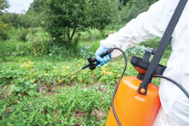 weed killer toxic herbicide glyphosate spraying. non-organic vegetables. - non polluting imagens e fotografias de stock