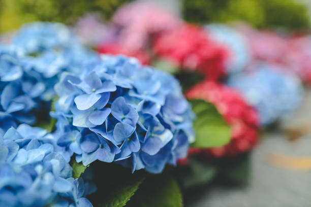istock Colorful hydrangea flower garden , nature concept 1471188598