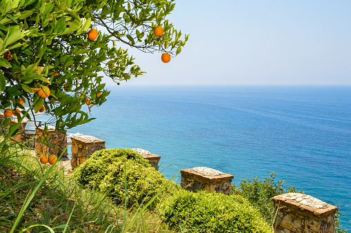 Tree with ripe oranges on the background of sea and sky.