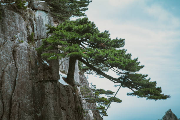 Bizarre landscapes in Huangshan Mountain