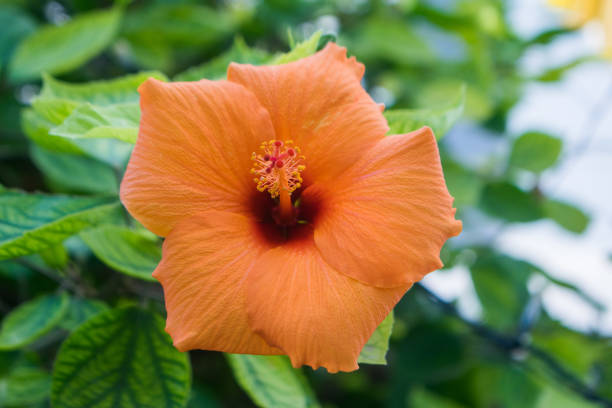 Hibiscus produces large, funnel-shaped or trumped-shaped flowers with soft petals and attractive large stamens. It is a perennial flowering plant and flowers through the year. Hibiscus flowers come in a variety of colors, including red, pink, orange, white and yellow.It also has medical uses; the flowers and leaves can be made into tea and liquid extracts that can help treat a variety of conditions.